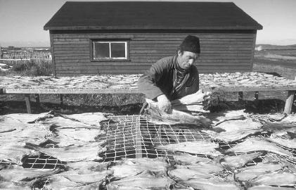 A fisherman drys his catch in the open air near St. Anthony, Newfoundland. © Momatuik/Eastcott/Woodfin Camp.