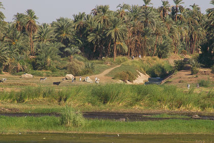 Egypt Agriculture 1310