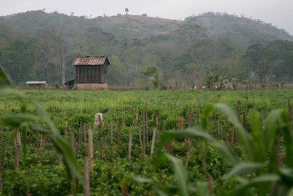 Guatemala Agriculture 1321
