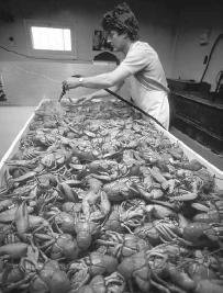 New Brunswick lobster. The town of Shediac is known as the &#x0022;lobster capital of the world.&#x0022; &#xA9; Stephanie Maze/Woodfin Camp.