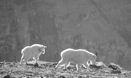 Mountain goats live in the Banff and Jasper National Parks in southwestern Alberta. About half of southwestern Alberta is covered by mountains and foothills. Alberta Tourism Partnership.