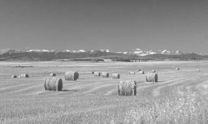 Of Canada's three prairie provinces—Alberta, Saskatchewan, and Manitoba—Alberta is the westernmost. Wheat, barley, and oats are important grain crops. Alberta Tourism Partnership.