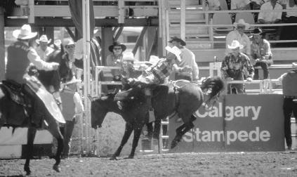Rodeos are popular summer sporting events. The Calgary Stampede, held annually in early July, is the largest rodeo in the world. Alberta Tourism Partnership.