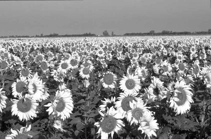 Fields of sunflowers are a common sight in late summer in Manitoba. The province is Canada's leading producer of sunflower seeds, flaxseed, buckwheat, and field peas. EPD Photos/Peter Langer