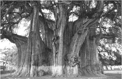 © Robert Frerck/Woodfin Camp This 2,000-year-old ahuehuete (cypress) tree is known as El Tule. It is believed to be the world's largest tree, with a circumference of nearly 140 feet (42 meters). 