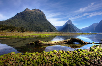 Flora and fauna - New Zealand
